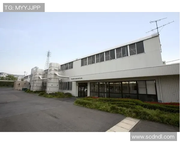 武汉排球队的整体压制革新之路与未来发展展望